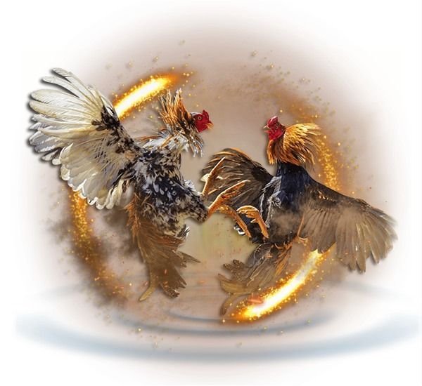 UGM138 : DAFTAR AGEN RESMI LIVE SABUNG AYAM BEBAS BLOKIR