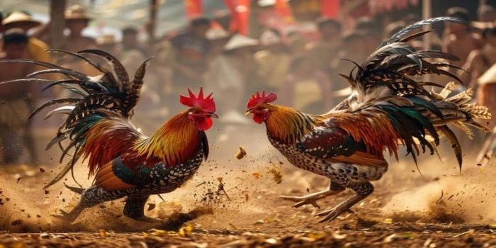 PWK4D : LINK LOGIN BANDAR SABUNG AYAM ONLINE TERBAIK DAN TERPOPULER DI INDONESIA