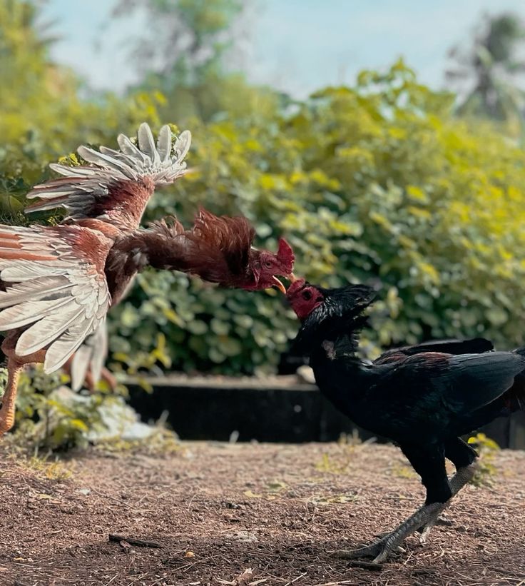 UGMJP : LINK LOGIN SITUS BERTARUH SABUNG AYAM ONLINE TERBAIK DI INDONESIA