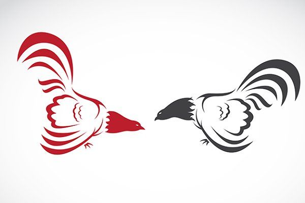 TRIADTOGEL: Serunya Sabung Ayam Online dengan Taruhan Fair Play Modern