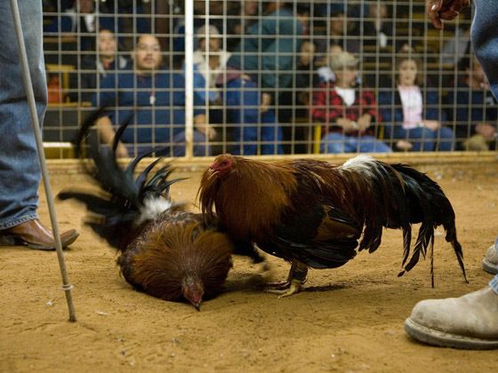 UGMTOTO Sabung Ayam Online Resmi dengan Live Arena dan Hadiah Besar