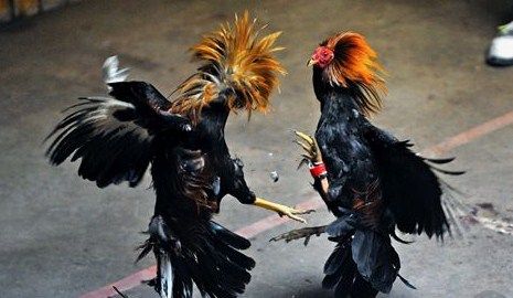 Triadtoto Sabung Ayam Modern: Strategi Taruhan, Teknik Prediksi, dan Adrenalin di Arena Digital