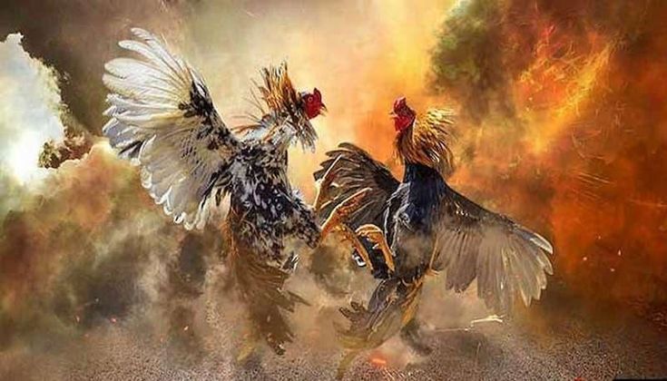 Garwa4D Sabung Ayam Online: Aksi Laga Virtual, Statistik Pertarungan, dan Bonus Kompetisi Global