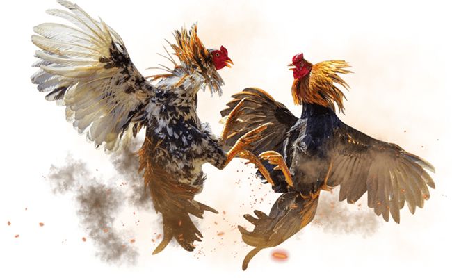 Pwktoto Sabung Ayam Digital: Duel Seru, Statistik Akurat, dan Teknik Bertaruh Efisien