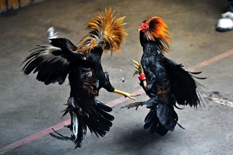 lido123 Sabung Ayam Live: Depo QRIS, Jadwal Arena, & Strategi Stake Wala–Meron